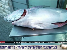 20tuna_vtr2_n20260705_v1 (צילום: חדשות)