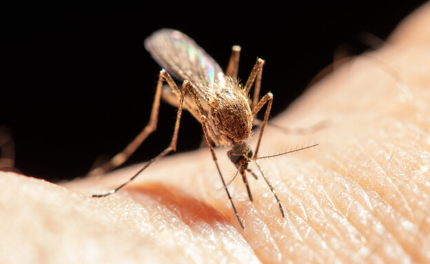 יתוש יתוש