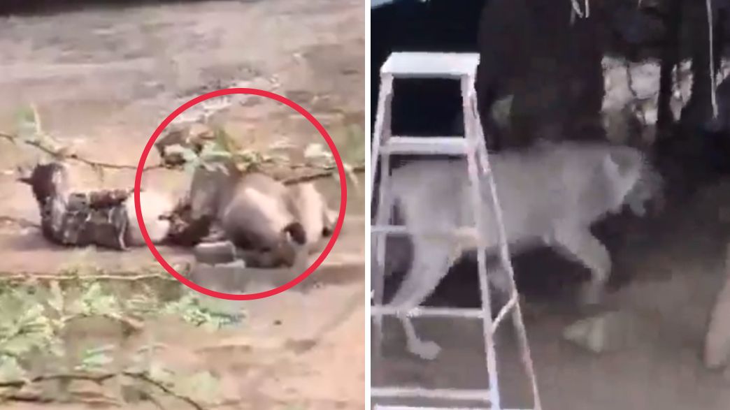 תקיפת הלביאה בגוג'ראט תקיפת הלביאה בגוג'ראט