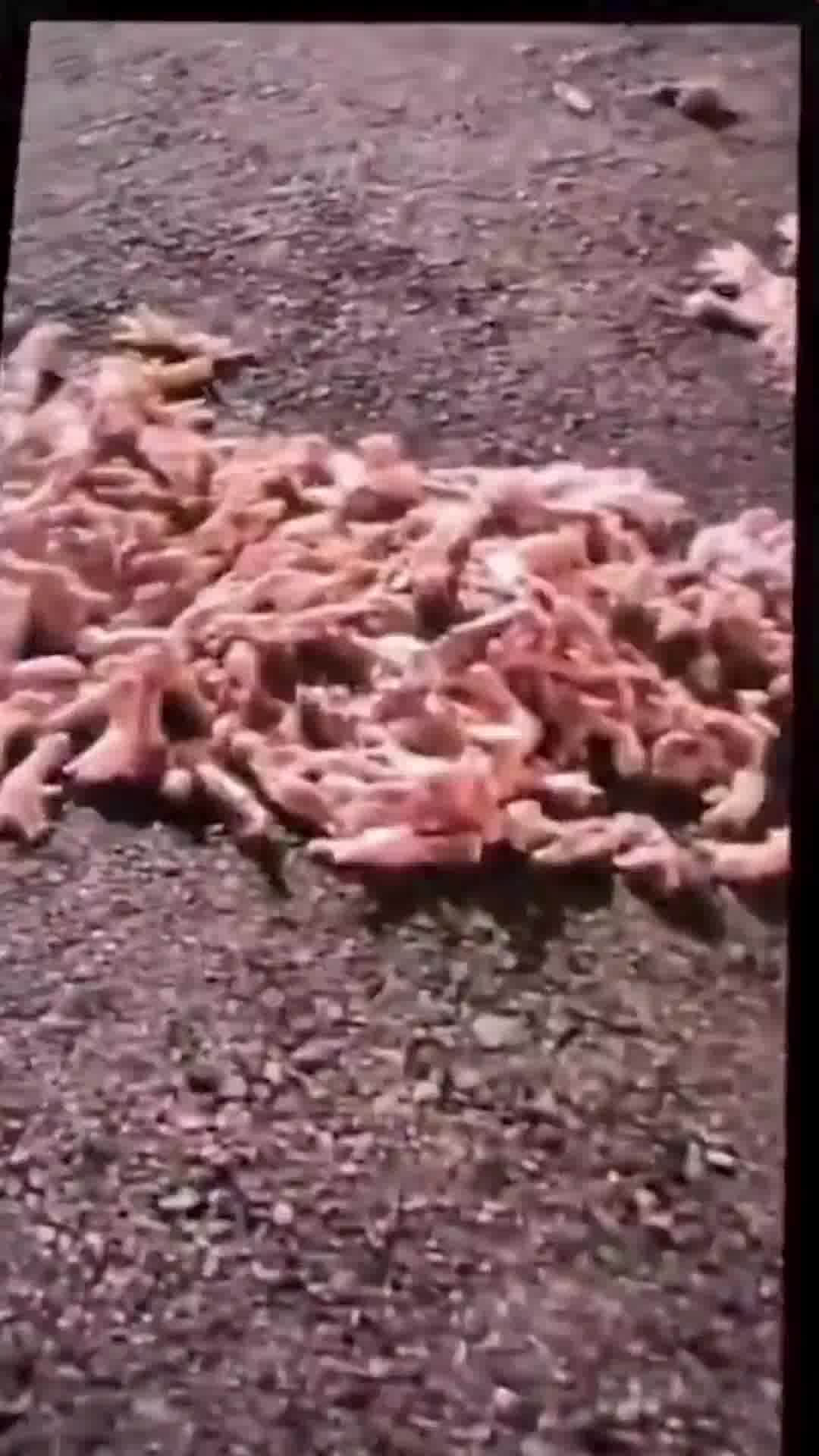 נקמה חריגה בניו יורק: עשרות רגלי עופות פוזרו בבית של חרדי שעבר על הכללים בקהילה החסידית