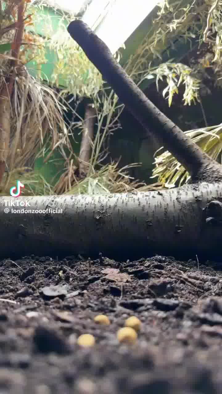 הידעתם? חדפי פיל מצויים ברחבי חלקה הדרומי של אפריקה