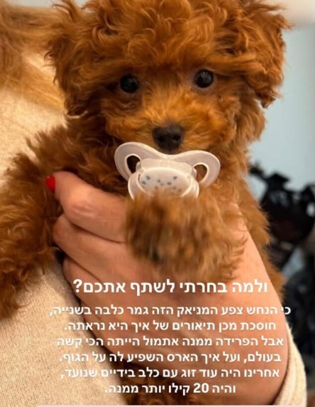 טיילור נפרדת מהכלבה טיילור נפרדת מהכלבה