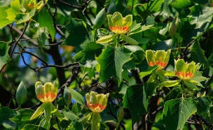 עץ צבעונים (צילום: shutterstock_Yanosh_Nemesh)