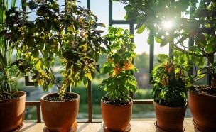 צמחי תבלין (צילום: shutterstock_DimaBerlin)