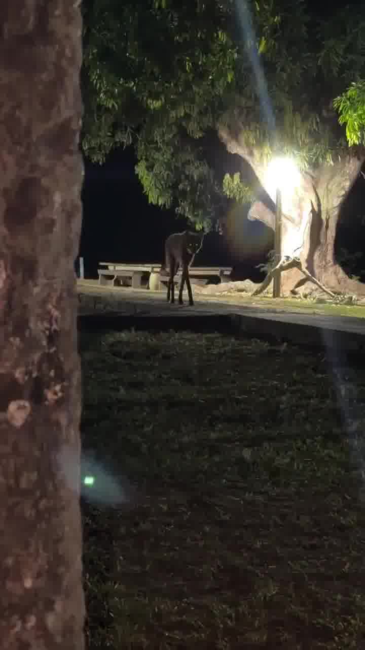 יש שיאמרו שזה AI... אבל זה לא. זה זאב הרעמה