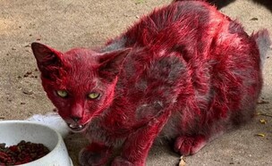 חתול צבוע באדום נצפה בטקסס (צילום: leaguecityanimalcare, מתוך הרשתות החברתיות לפי סעיף 27א׳ לחוק זכויות יוצרים)