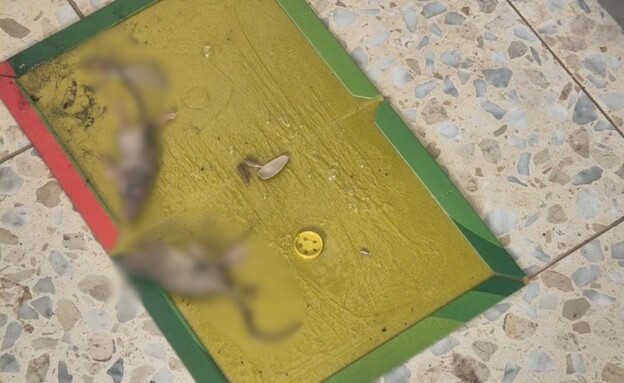 עכברים וחולדות בעוטף עזה