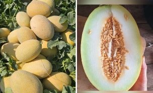 מלון צוקר (צילום: באדיבות חברת הזרע)