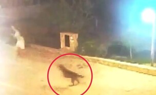 אם ובתה הותקפו על ידי זאב באתר נופש (צילום: מתוך הרשתות החברתיות בהתאם לסעיף 27א' בחוק)