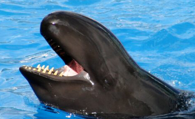 yoav_dolphin_killer_290826