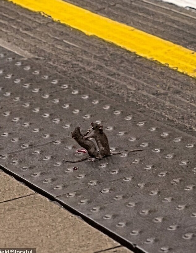 קרב עכברים באמצע הרכבת התחתית