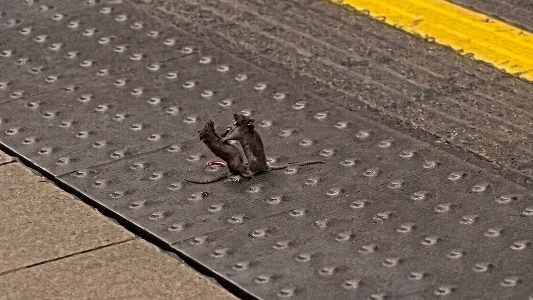 קרב עכברים באמצע הרכבת התחתית קרב עכברים באמצע הרכבת התחתית
