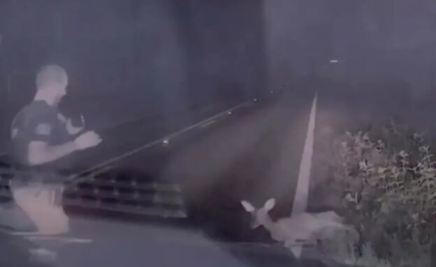 השוטר והאייל (צילום: רשתות חברתיות לפי סעיף 27א)