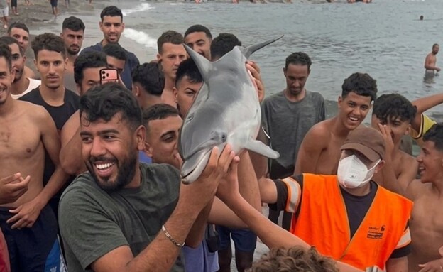 שלפו גור דולפין מהים – והוא מת