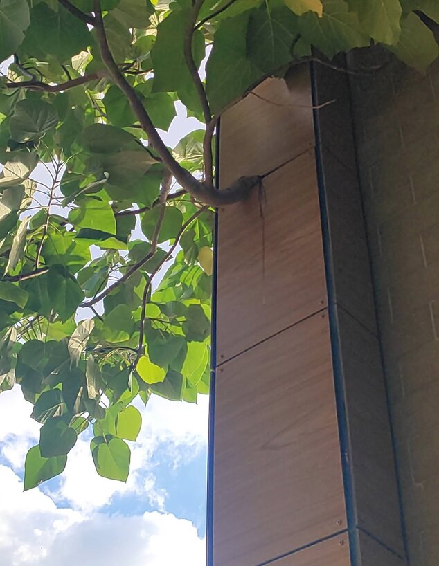 עצים משתלבים ג בבית הספר עצים משתלבים ג בבית הספר