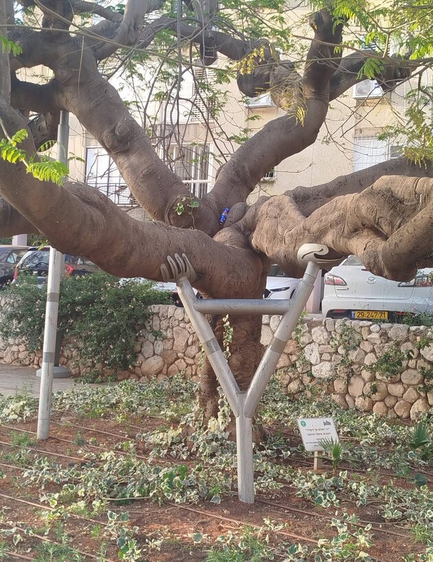 עצים משתלבים עצים משתלבים
