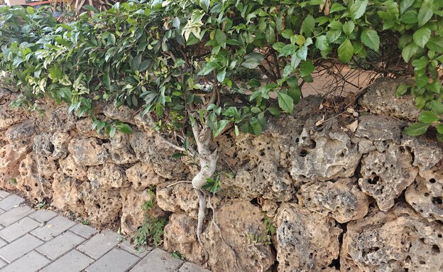 עצים משתלבים גדר עצים משתלבים גדר