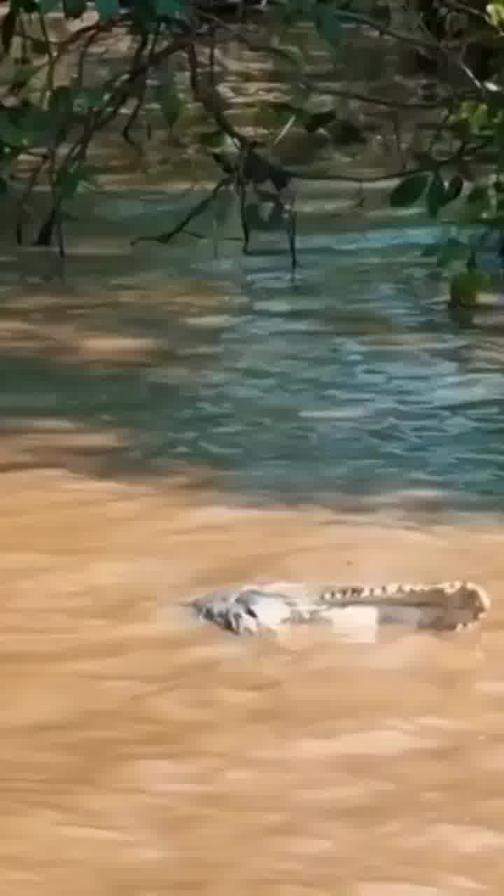 תמיד יש אחד גדול יותר