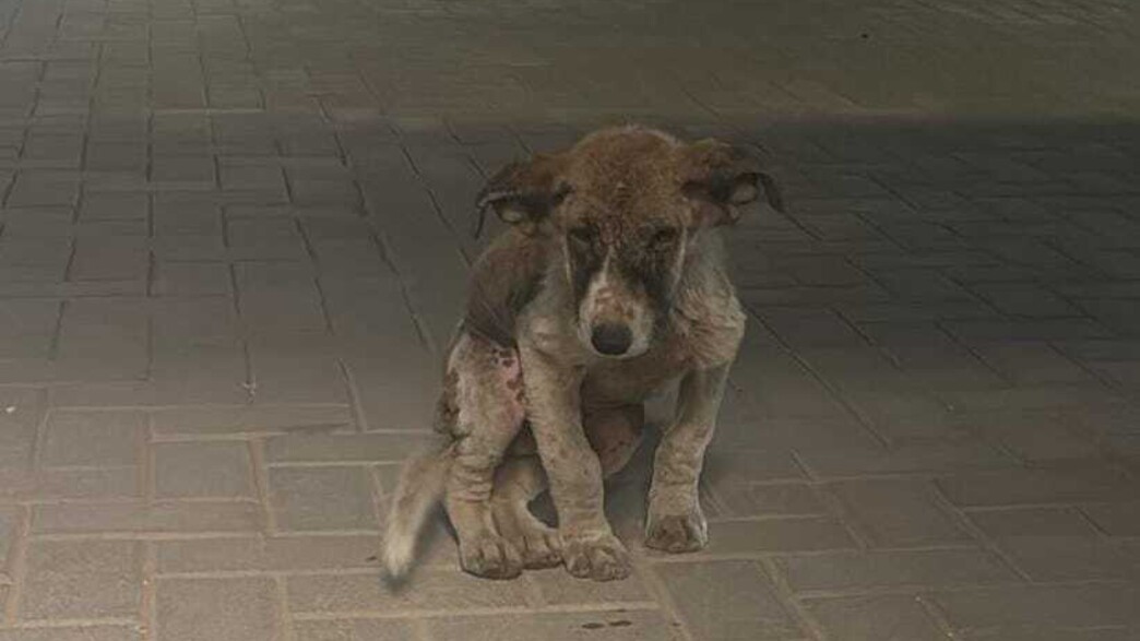 גורת כלבים סובלת עם סקביאס במחנה הר קרן בנגב גורת כלבים סובלת עם סקביאס במחנה הר קרן בנגב