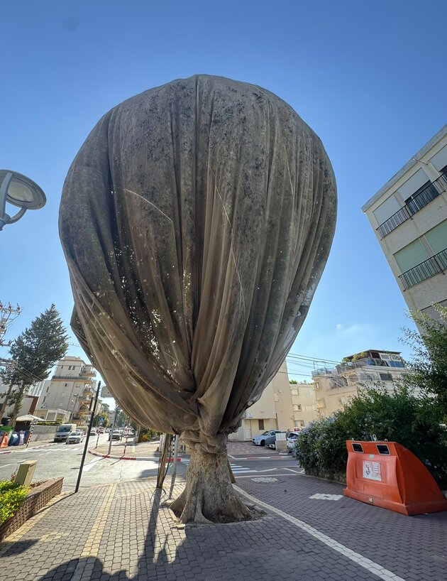 עץ עטוף 1 עץ עטוף 1