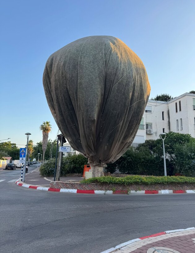 עץ עטוף בנהריה 