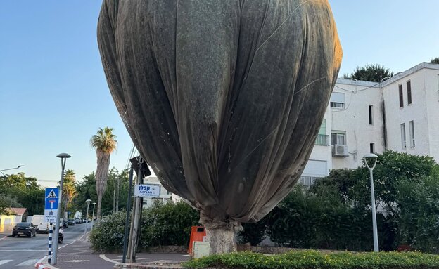 עץ עטוף בנהריה  (צילום: רוחמה מליח)