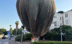עץ עטוף בנהריה  (צילום: רוחמה מליח)