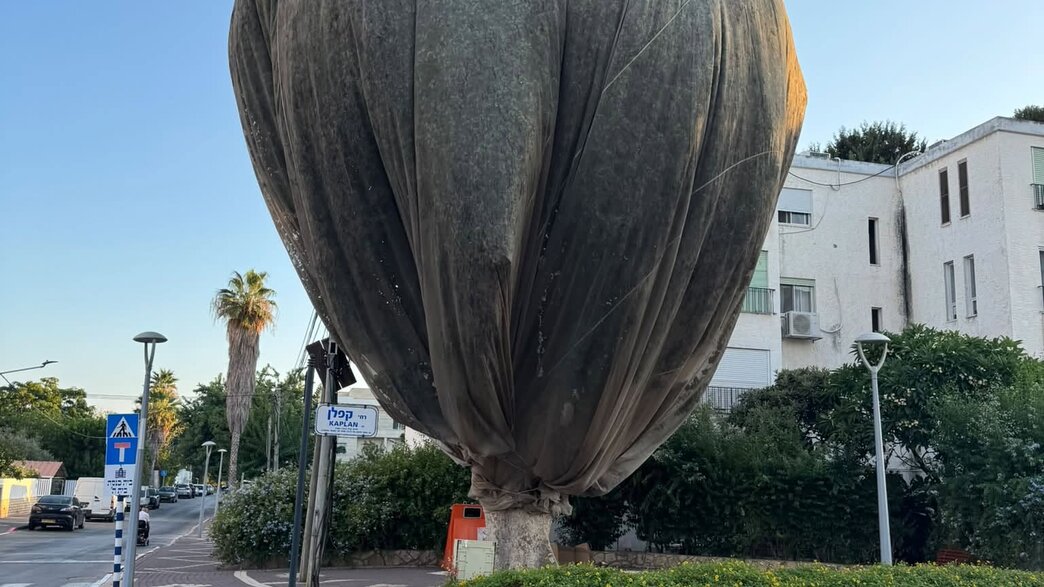 עץ עטוף בנהריה עץ עטוף בנהריה