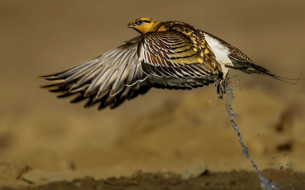 תמונות השנה של קבוצת הפייסבוק "צילום קלאסי" תמונות השנה של קבוצת הפייסבוק "צילום קלאסי"