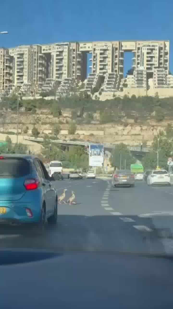 רגע של מתיקות בכביש בדרך למלחה: הרכבים עצרו - והברווזים חצו 