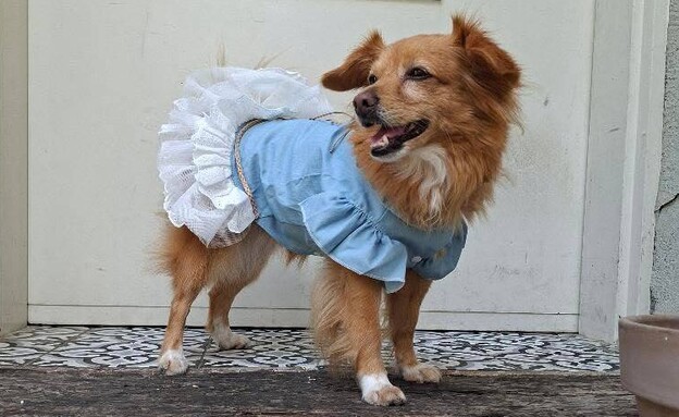 הכלבה בוטן הכלבה בוטן