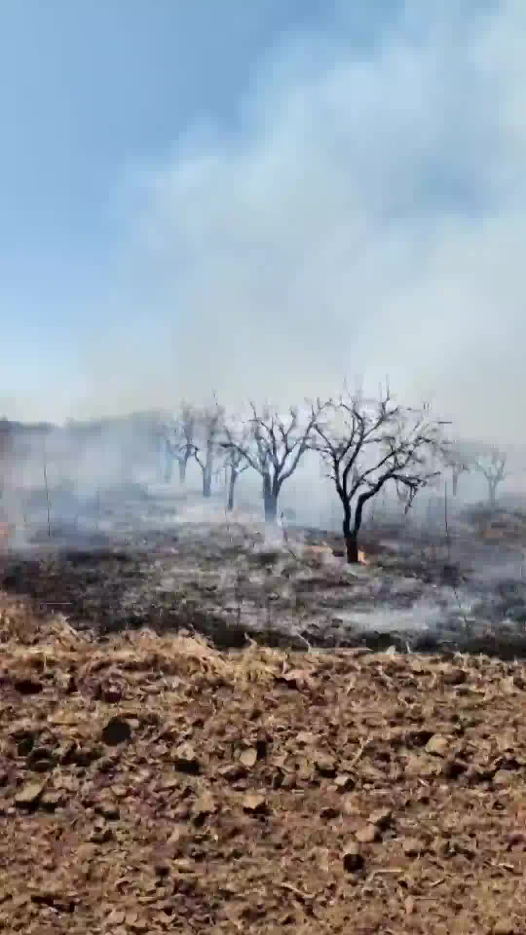 הכול הפך לאפר: שריפה בשטח פתוח בכפר חב"ד