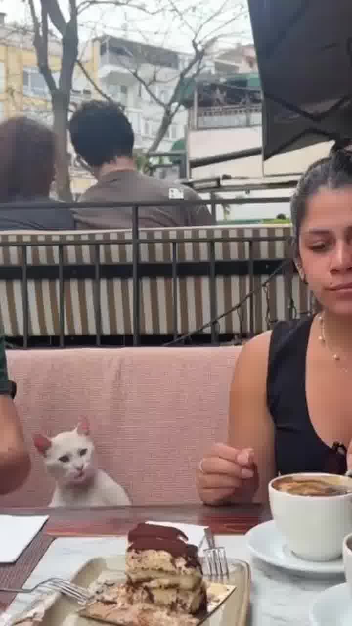 כשחתול רחוב שופט את המנה העיקרית שלך