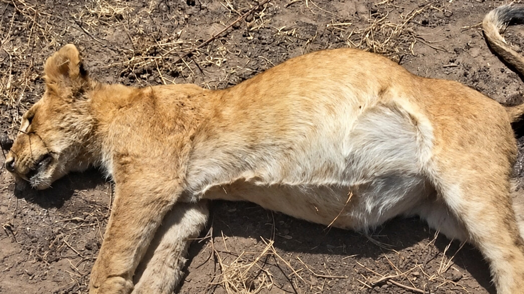 הרשויות בטנזניה פתחו בחקירה הרשויות בטנזניה פתחו בחקירה