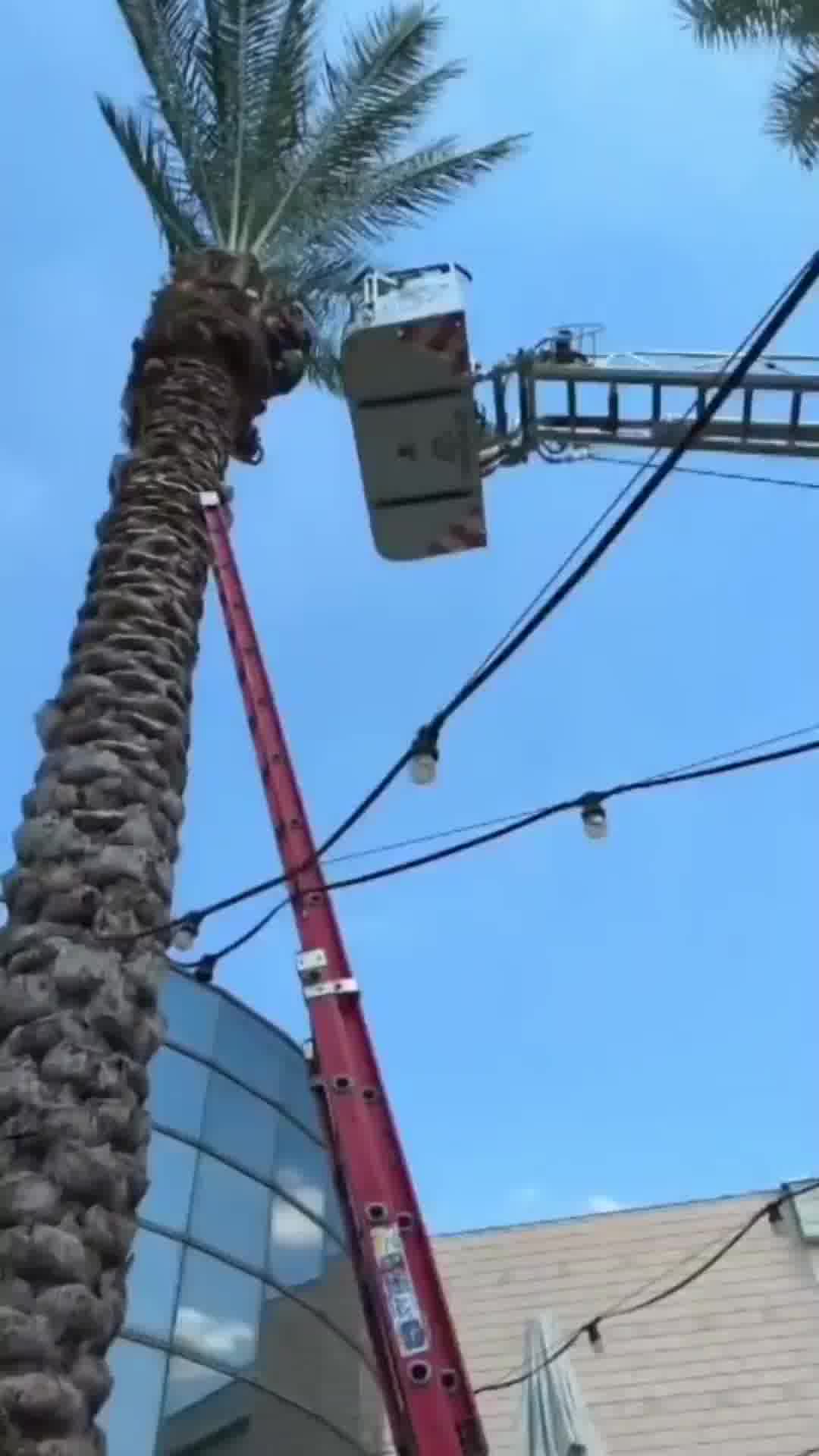 כדי לגזום סככה לסוכה: גבר שטיפס על עץ בגובה כ-12 מטר בשוהם נתקע - וחולץ ע"י מכבי אש