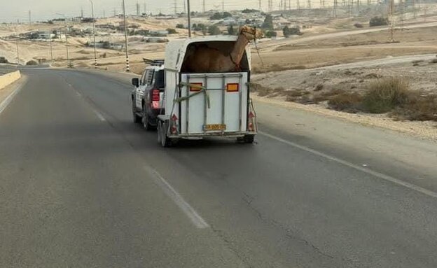 الجمل المصادرة في النقب