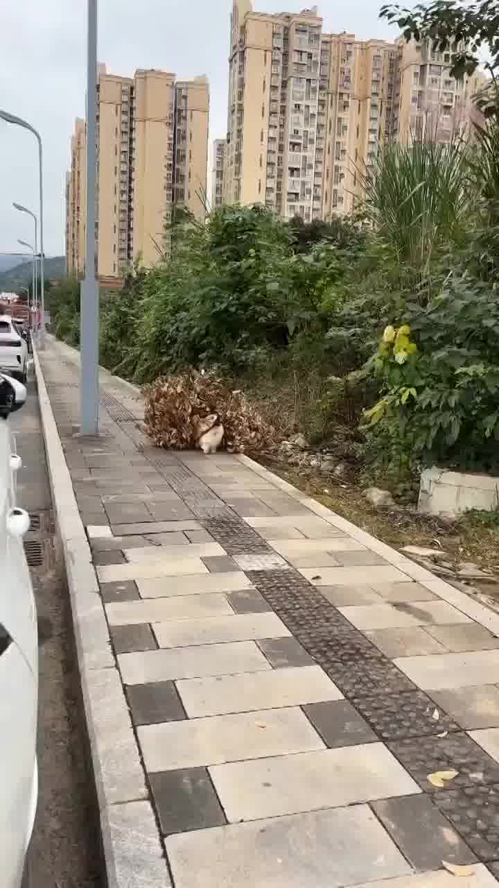 "אני מנהל ענף"