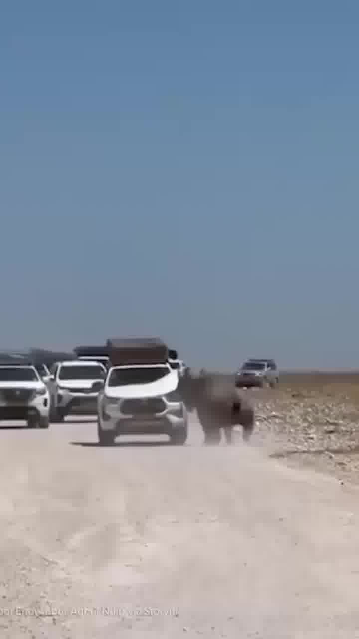 קרנף עצבני vs טויוטה