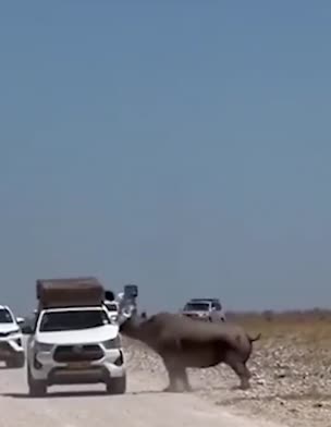 קרנף זועם התנפל על רכב ספארי בנמיביה וגרם לו נזק כבד אך למרבה המזל