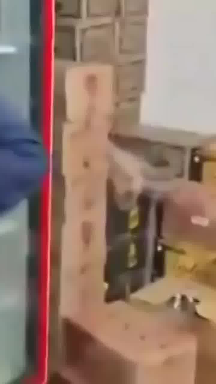 בינתיים בהודו... קוף פרץ לחנות אלכוהול ושתה יין עד שנרדם