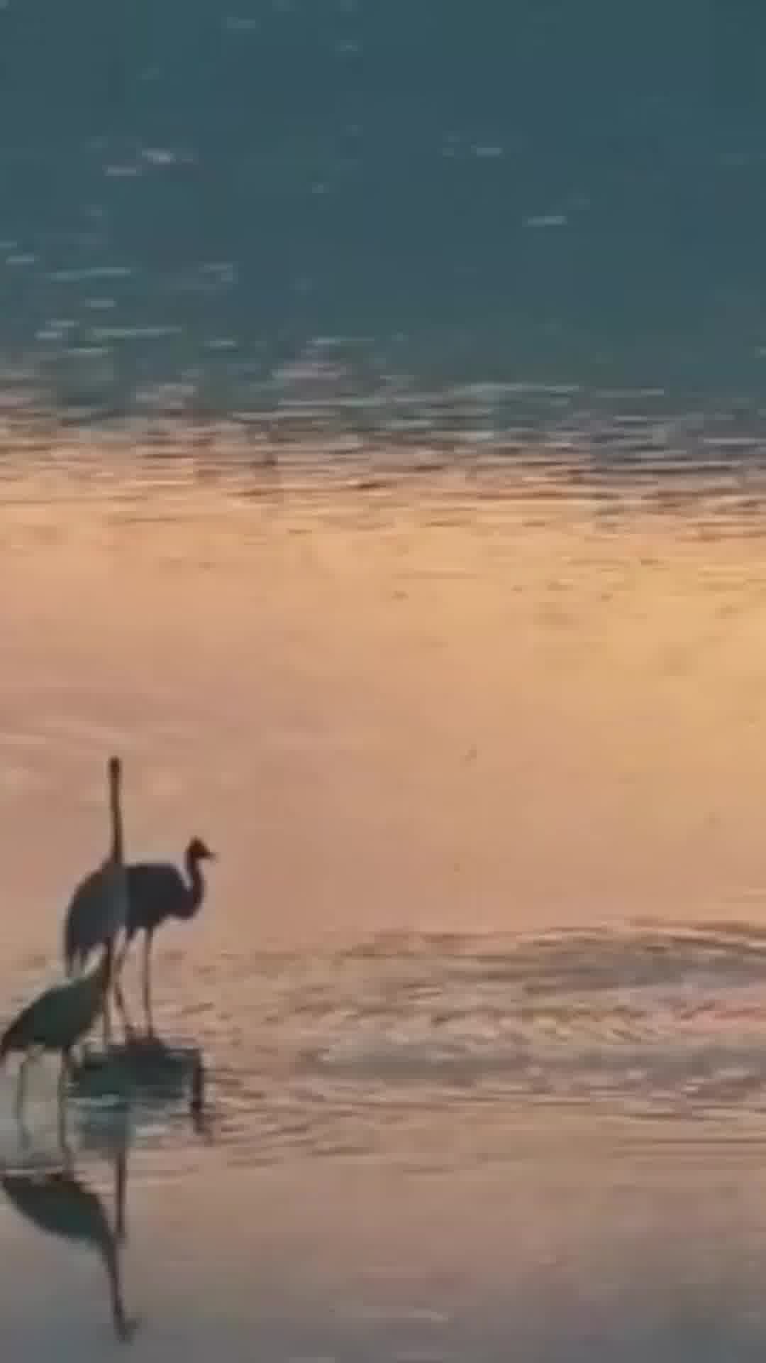 ראשוני העגורים הגיעו לאגמון החולה
