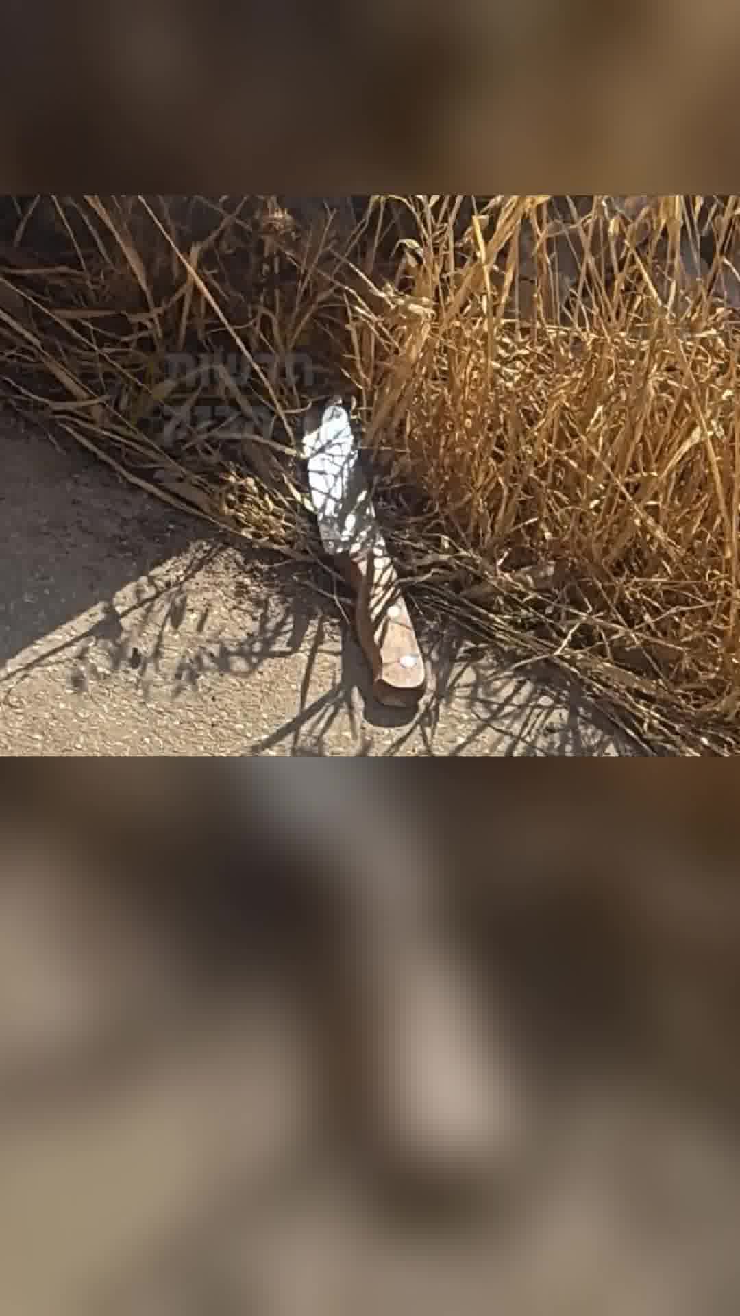 חשד לפיגוע בבנימין: מחבל שהגיע לחווה עם סכין נוטרל במהלך מרדף כוחות צה"ל. הסכין אותרה בשטח
