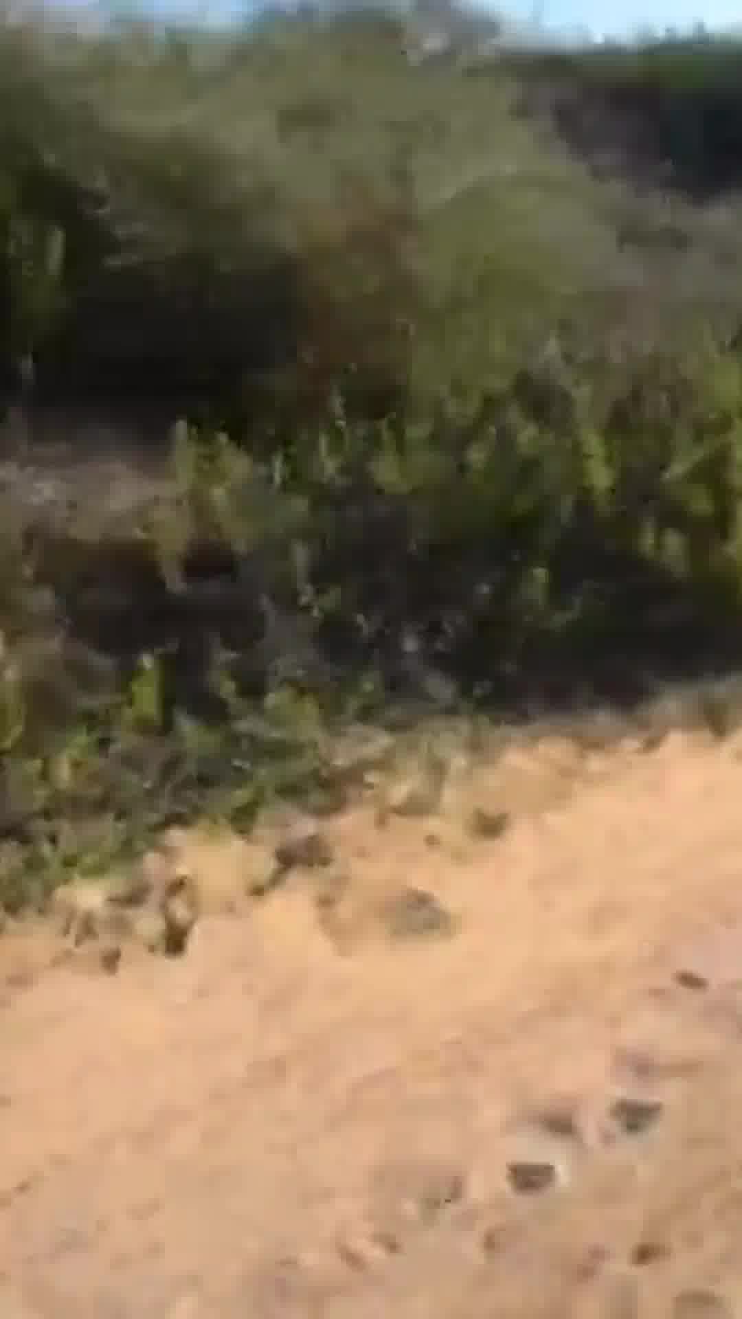 שוהה בלתי חוקי גרם למותו של רוכב אופניים לאחר שגנב רכב ופגע בו