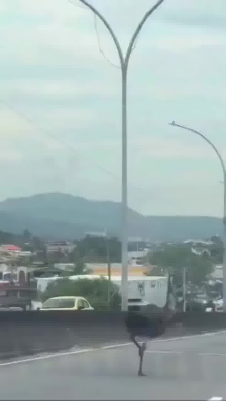 בינתיים ברחובות ברזיל... יען תועדה רצה בכביש. כנראה ממהרת לקפה