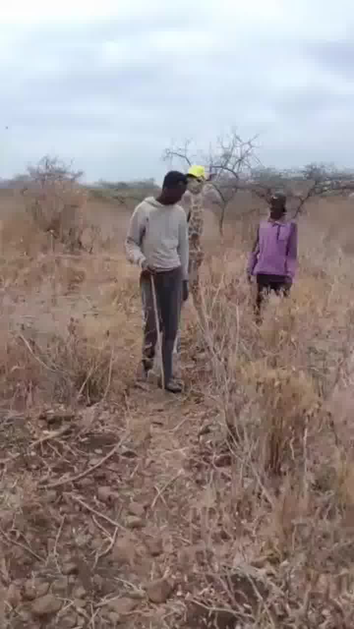 שני גברים מטנזניה הצילו גור ג'ירף, ועכשיו הוא עוקב אחריהם לכל מקום