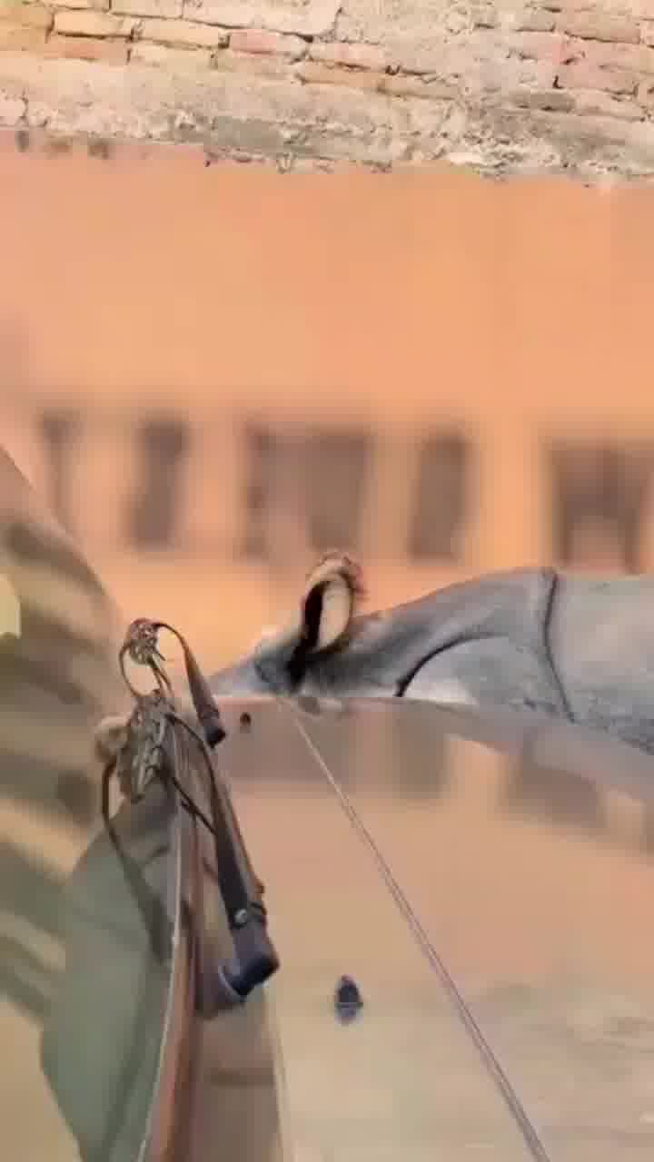 הלך למשוך כסף בנפאל, ונתקל בקרנף בתור