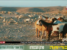 20yael_vtr2_n20261010_v1 (צילום: חדשות)