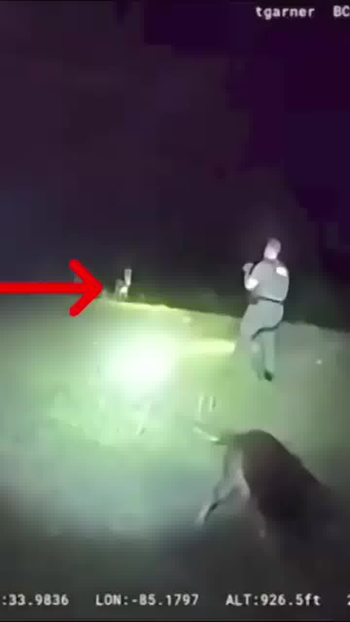 שוטרים חיפשו נעדרת בשטחי החווה, ו"הותקפו" בידי חמור זעיר