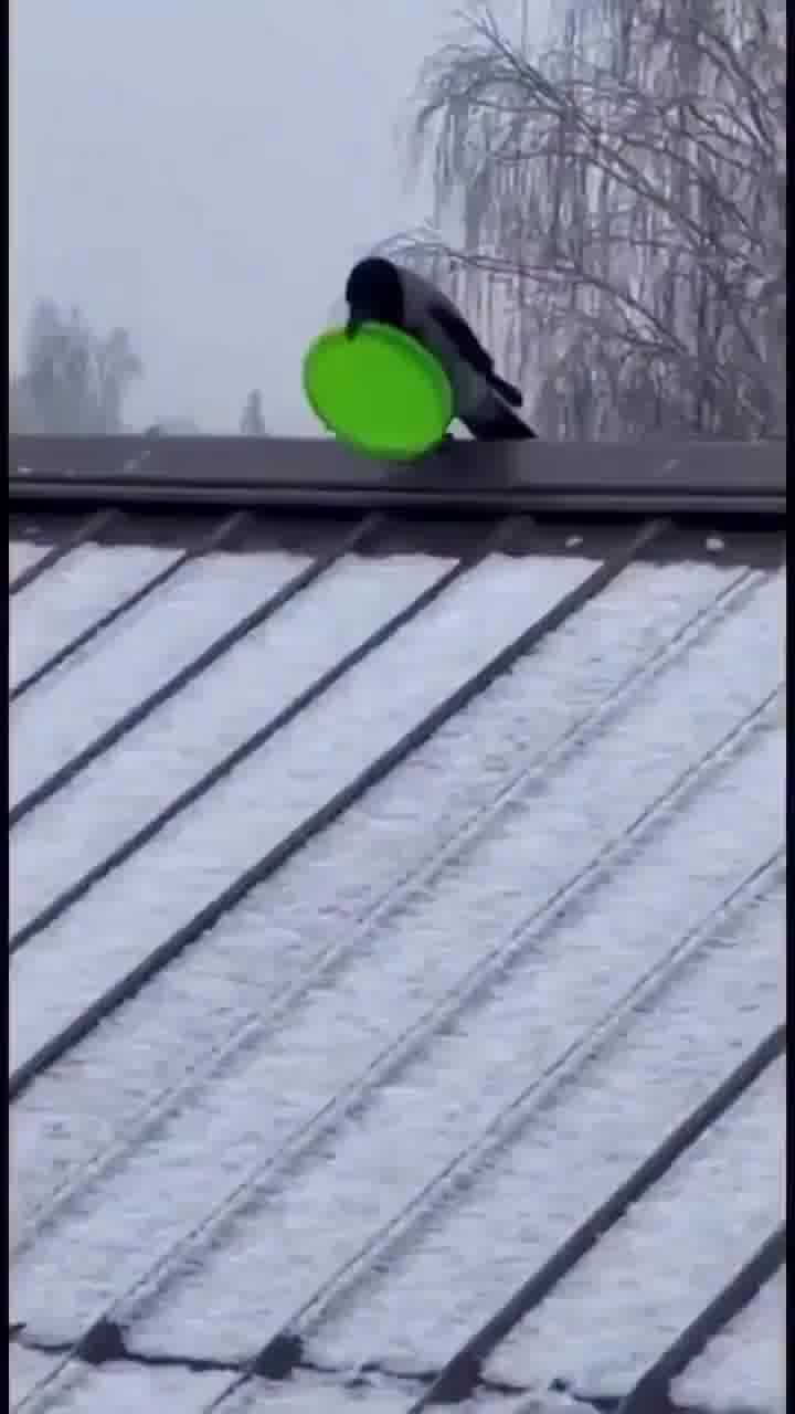 עורב גולש על גג מושלג בעזרת מכסה פלסטיק... נראה כיף באמת
