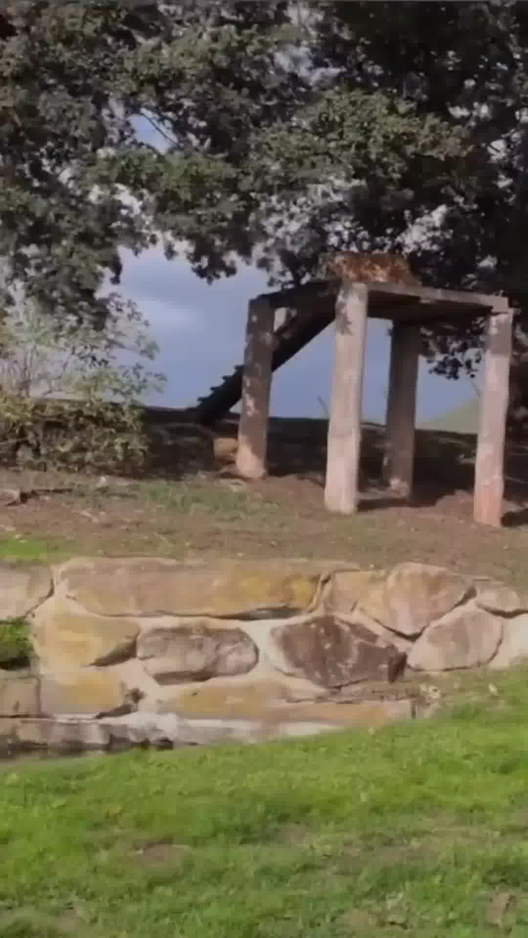תיעוד חדש: צילם את הטיגריס רגע לפני שנטרף למוות | הדרמה בגן החיות בבריטניה